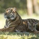 Anala y Jeda, los primeros cachorros de tigres de Sumatra nacidos en el parque Disney’s Animal Kingdom
